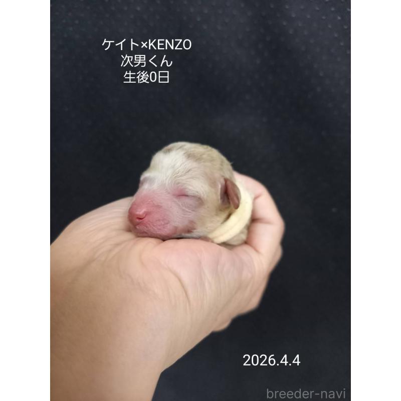 販売中の大阪府のタイニープードル-456577の6枚目