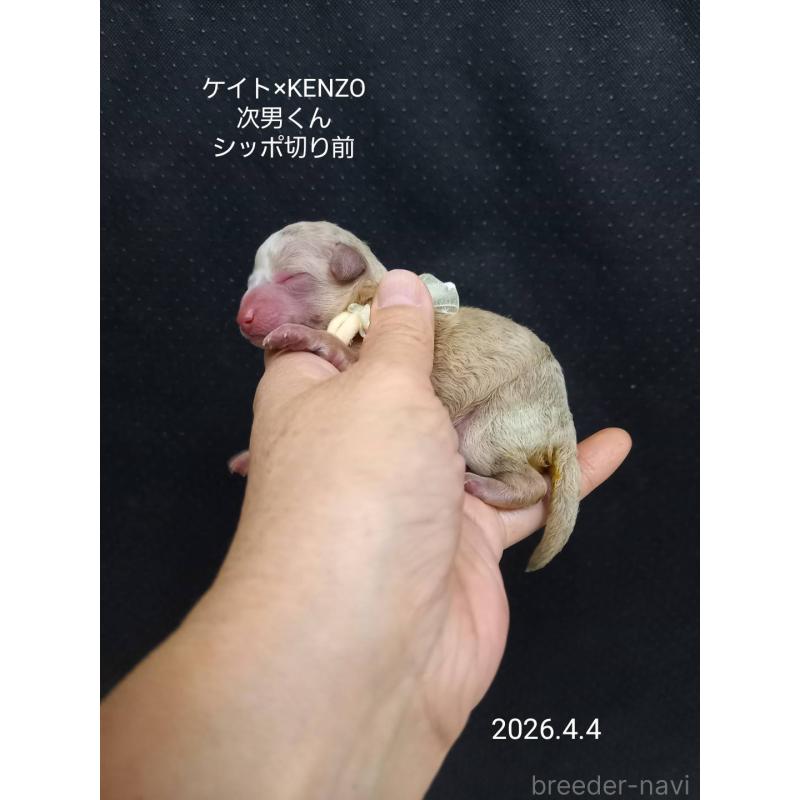 販売中の大阪府のタイニープードル-456577の5枚目