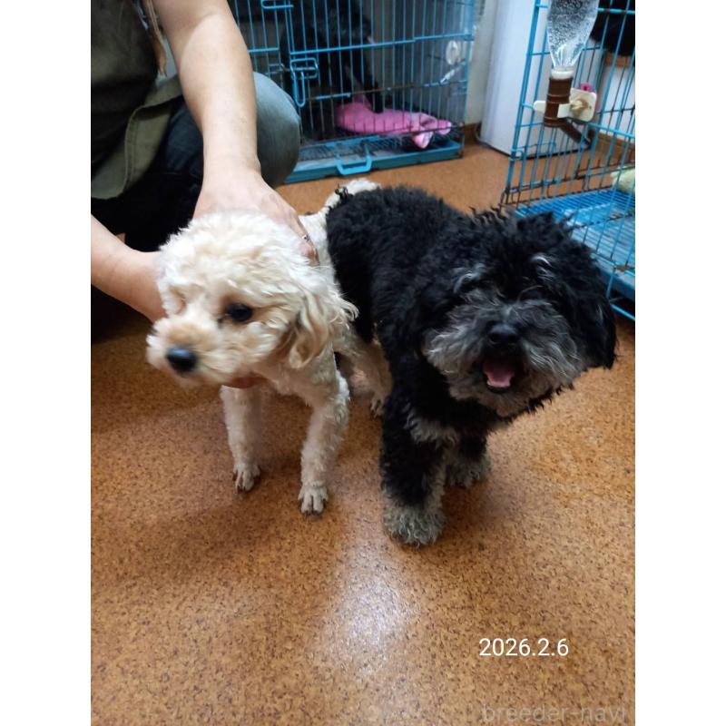 販売中の大阪府のタイニープードル-456577の4枚目