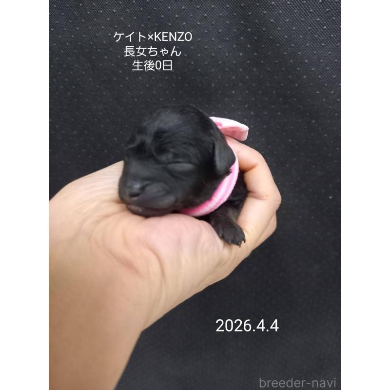 販売中の大阪府のタイニープードル-456578の6枚目