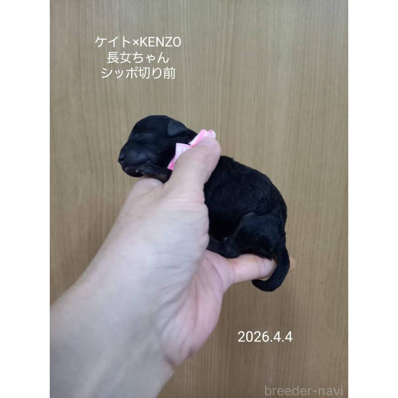 販売中の大阪府のタイニープードル-456578の5枚目