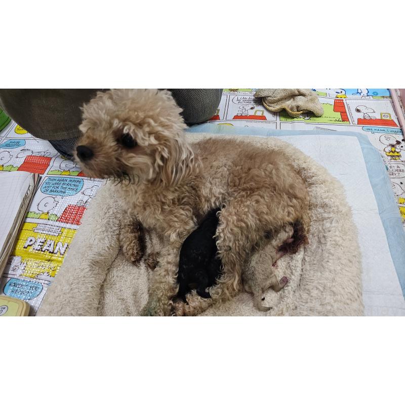 販売中の大阪府のタイニープードル-456578の3枚目