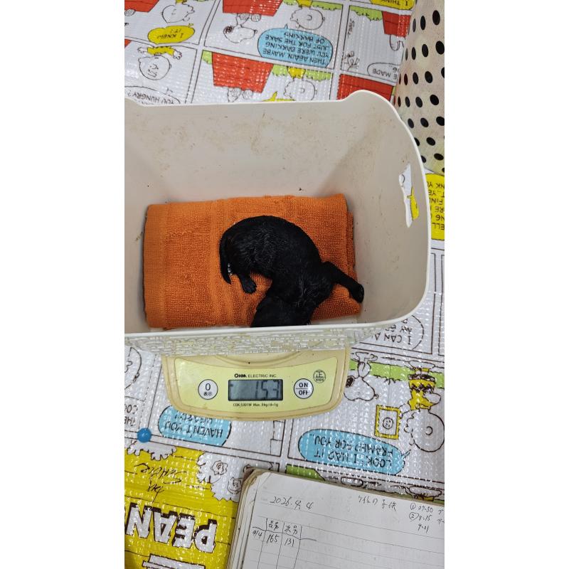 販売中の大阪府のタイニープードル-456578の2枚目