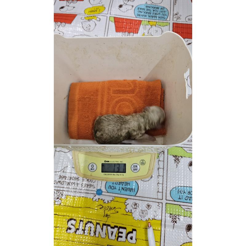 販売中の大阪府のタイニープードル-456577の2枚目