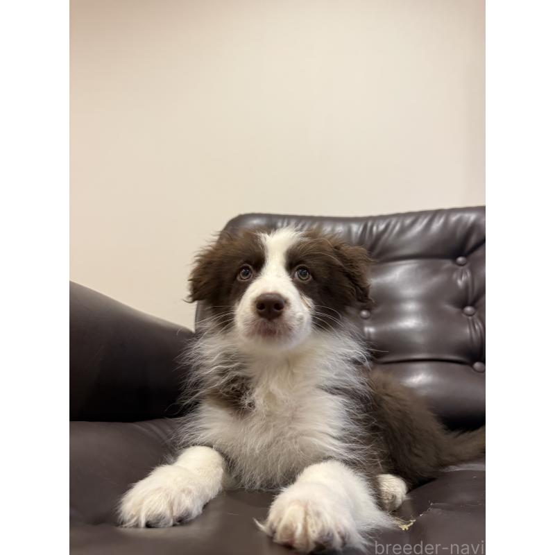 販売中の福岡県のボーダーコリー-456579の5枚目