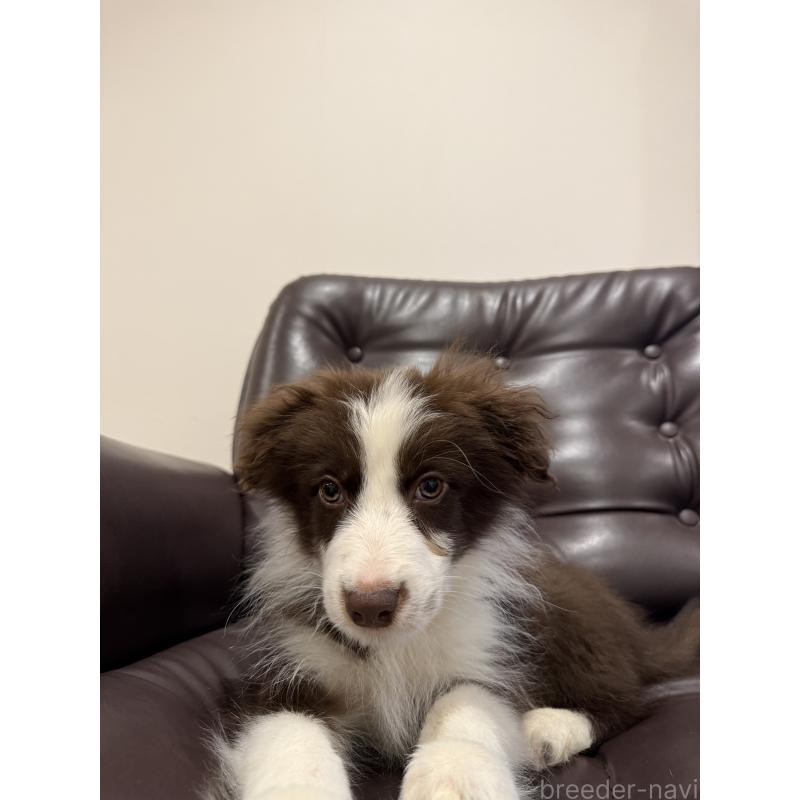 販売中の福岡県のボーダーコリー-456579の4枚目