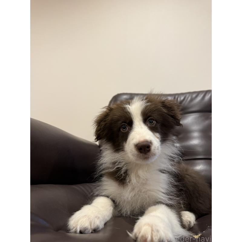 販売中の福岡県のボーダーコリー-456579の3枚目