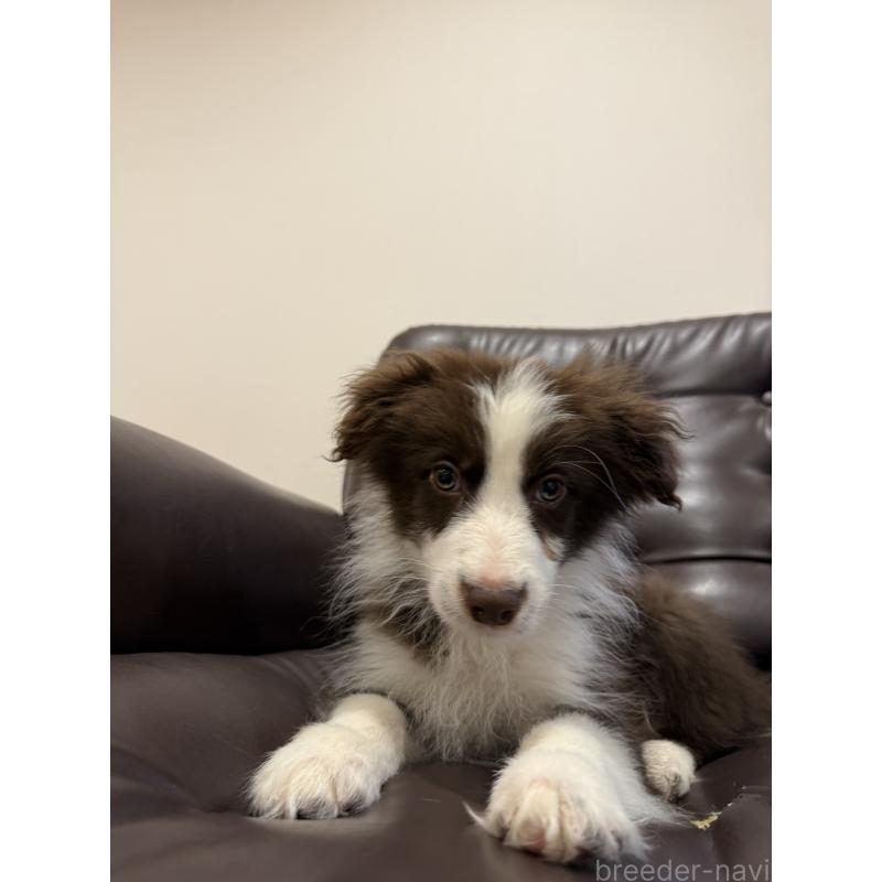 販売中の福岡県のボーダーコリー-456579の2枚目