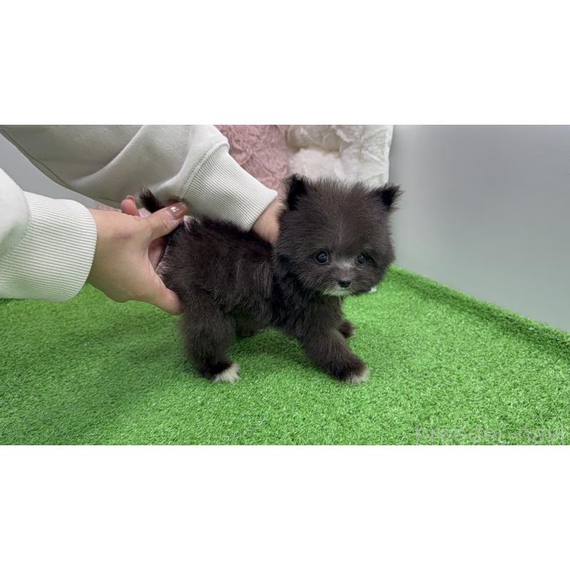 販売中の東京都のポメプー:ポメラニアン×トイプードル-456580の6枚目