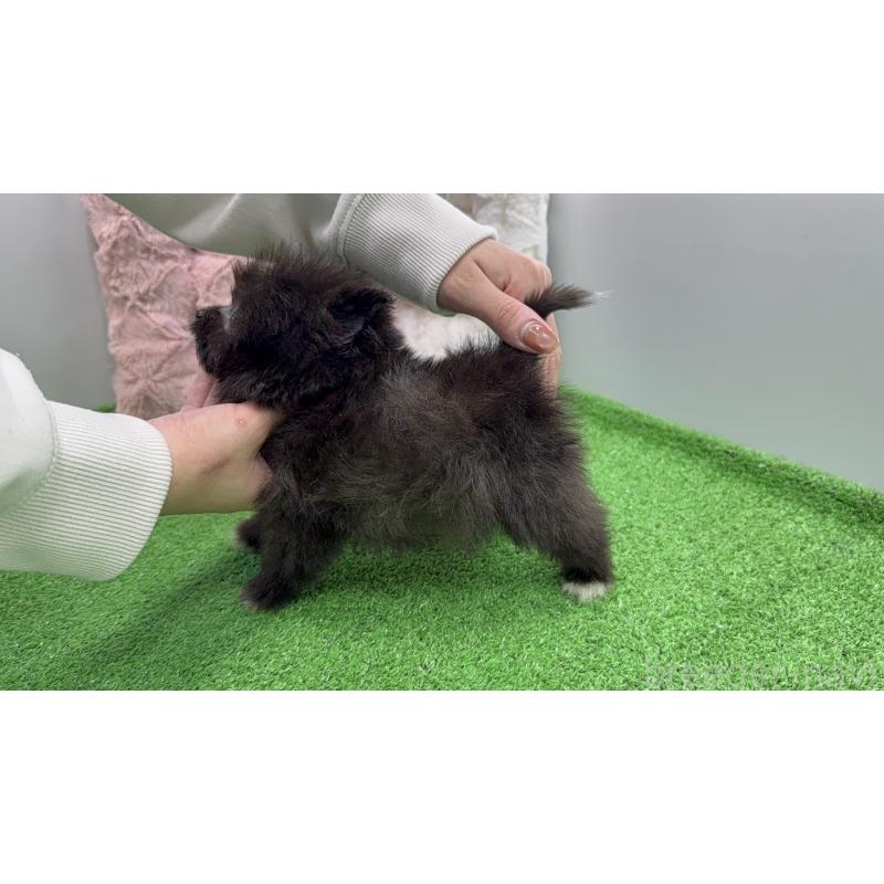 販売中の東京都のポメプー:ポメラニアン×トイプードル-456580の5枚目