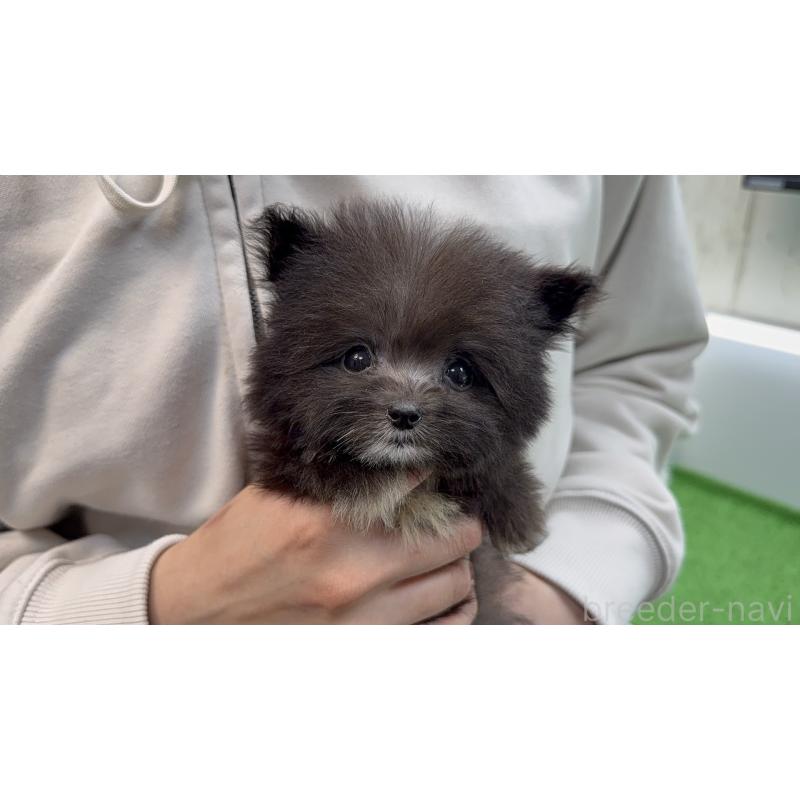 販売中の東京都のポメプー:ポメラニアン×トイプードル-456580の4枚目