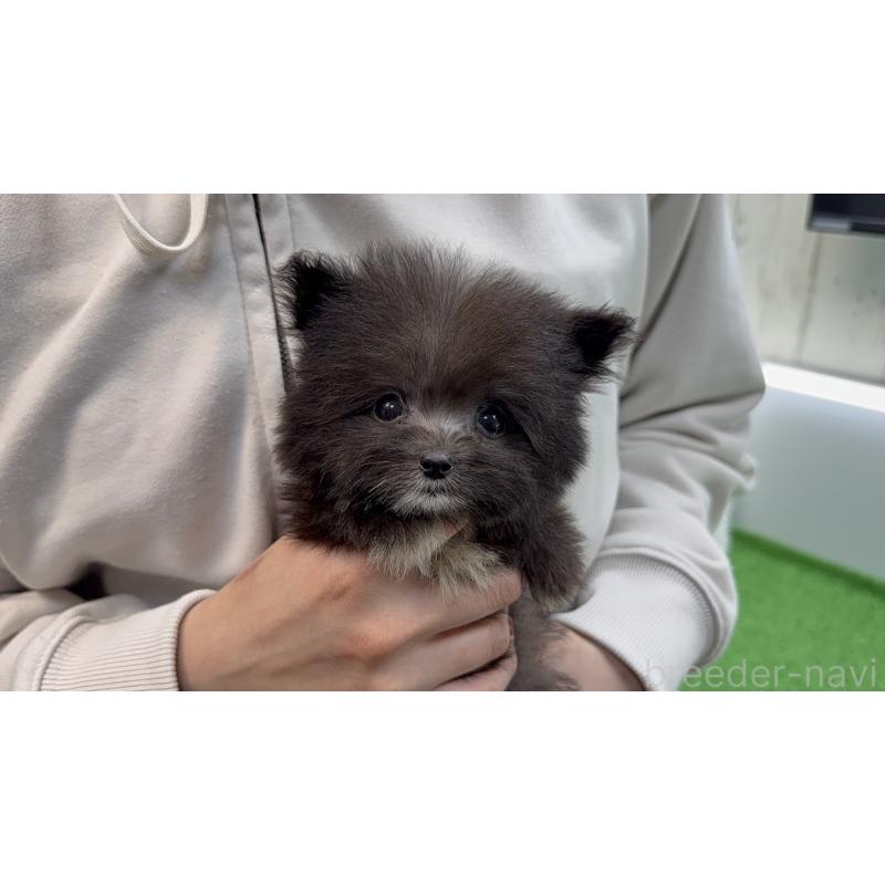 販売中の東京都のポメプー:ポメラニアン×トイプードル-456580の3枚目