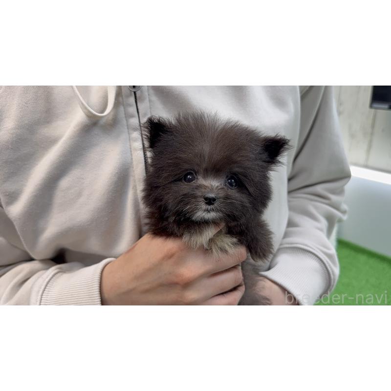 販売中の東京都のポメプー:ポメラニアン×トイプードル-456580の2枚目