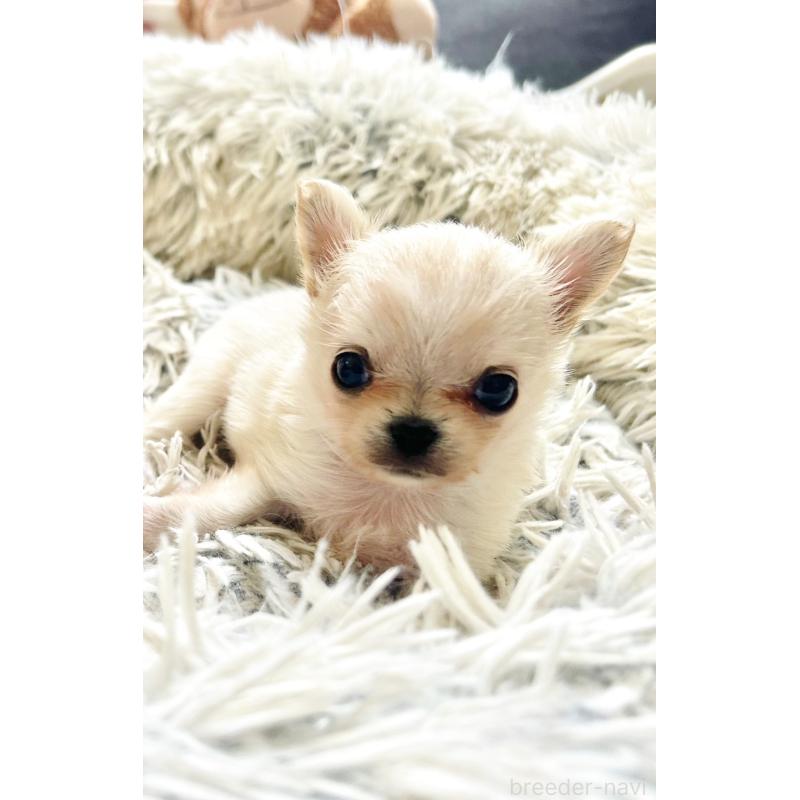 販売中の愛知県のチワワ(ロングコート)-456581の2枚目