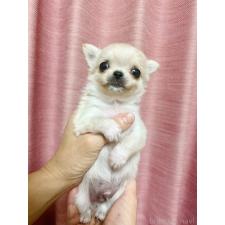 ♀︎チワワ(ロングコート)