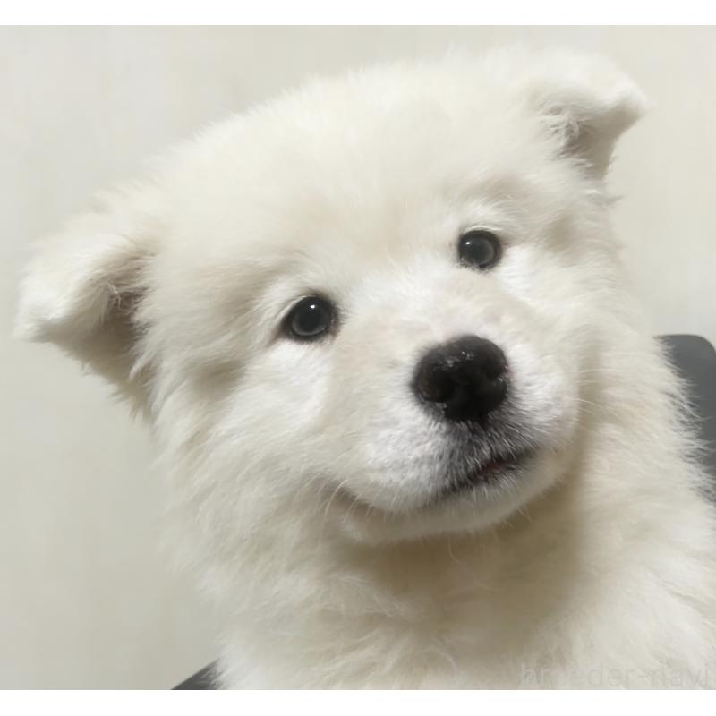 販売中の茨城県のサモエド-456582の5枚目