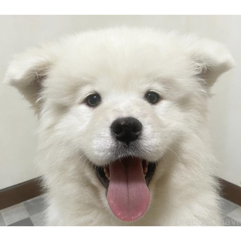 販売中の茨城県のサモエド-456582の4枚目