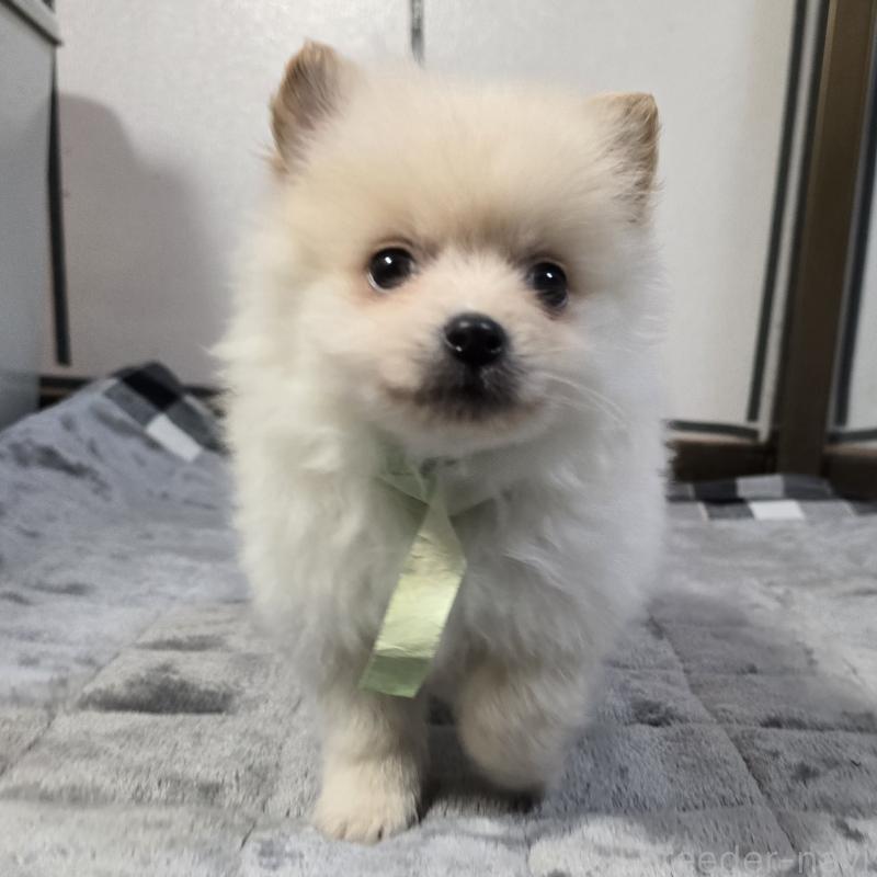 販売中の岡山県のポメラニアン-453079