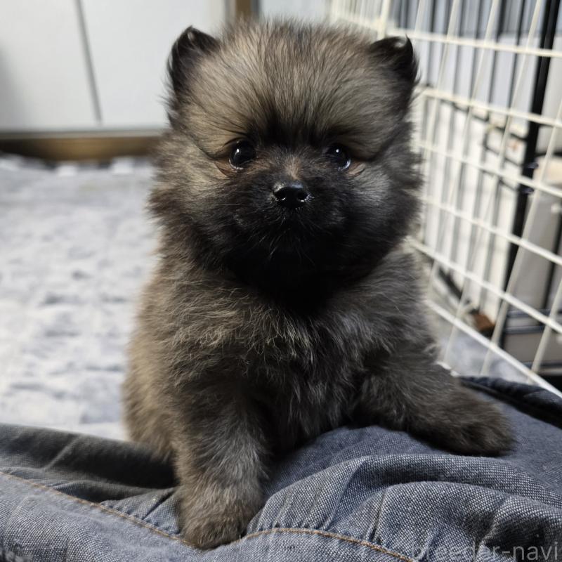 販売中の岡山県のポメラニアン-453080