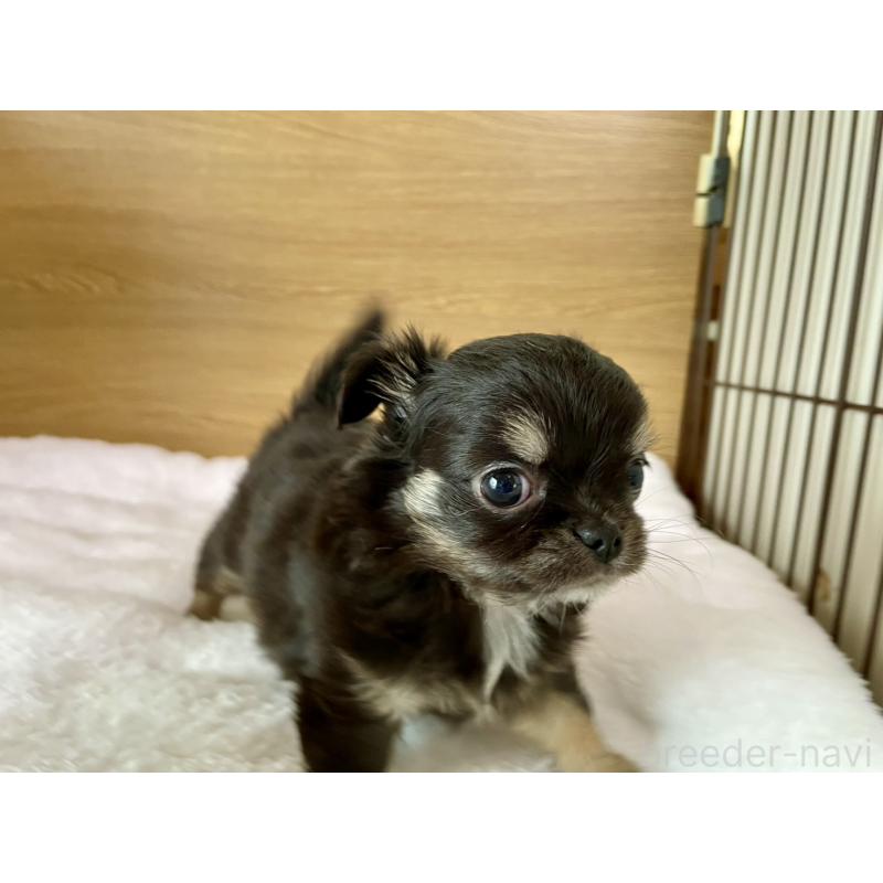 販売中の栃木県のチワワ(ロングコート)-456583の9枚目