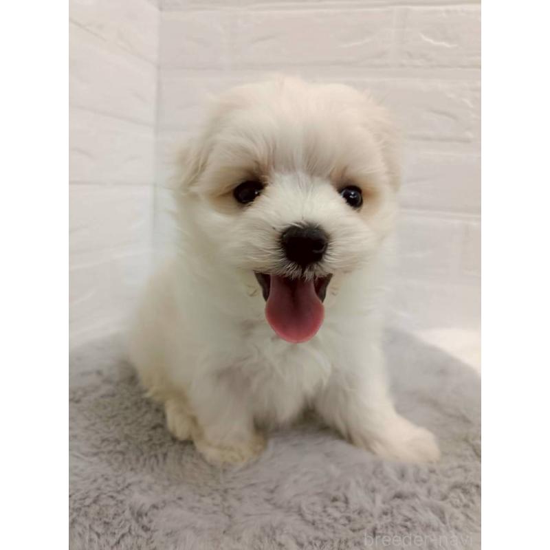 販売中の岡山県のマルチーズ-456104の11枚目