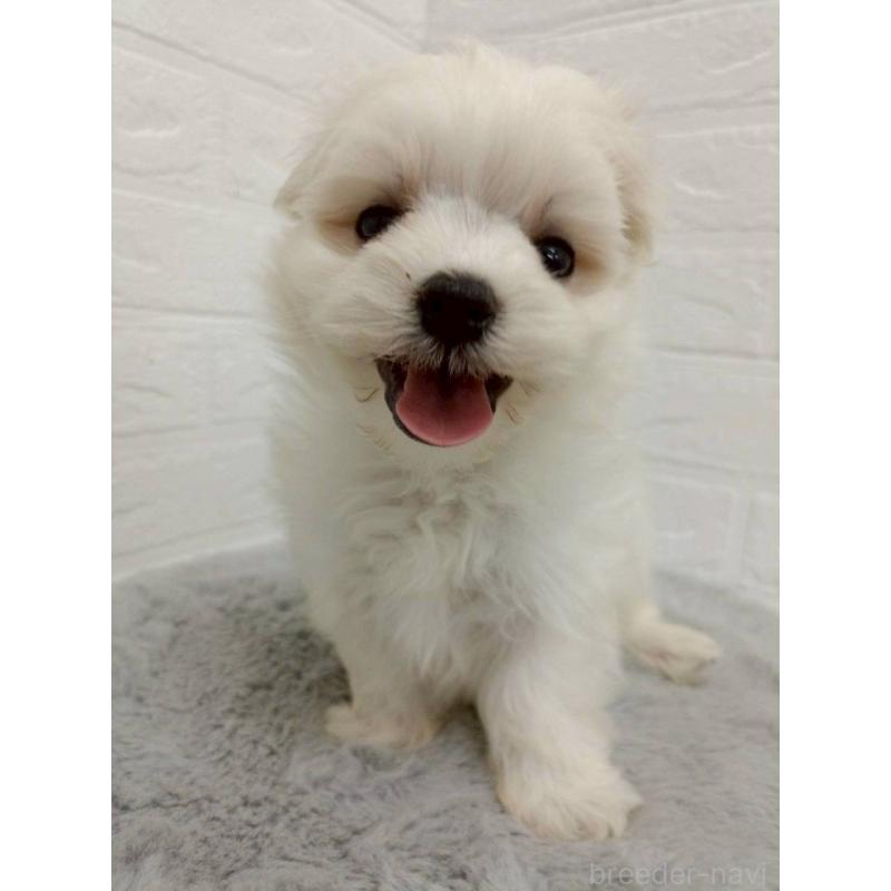 販売中の岡山県のマルチーズ-456104の10枚目