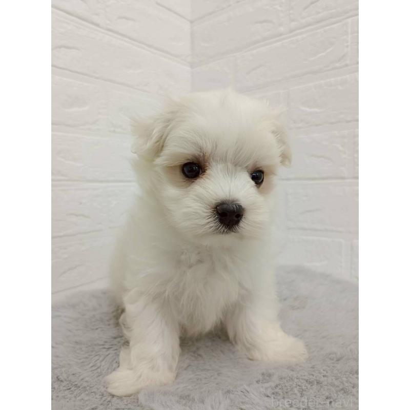 販売中の岡山県のマルチーズ-456104の9枚目