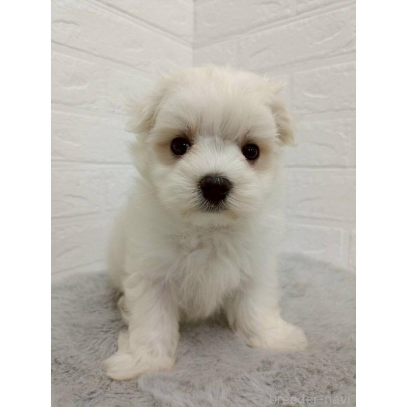 販売中の岡山県のマルチーズ-456104の8枚目