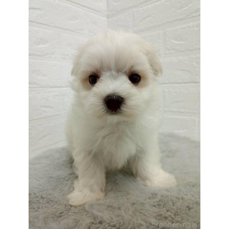 販売中の岡山県のマルチーズ-456104の6枚目