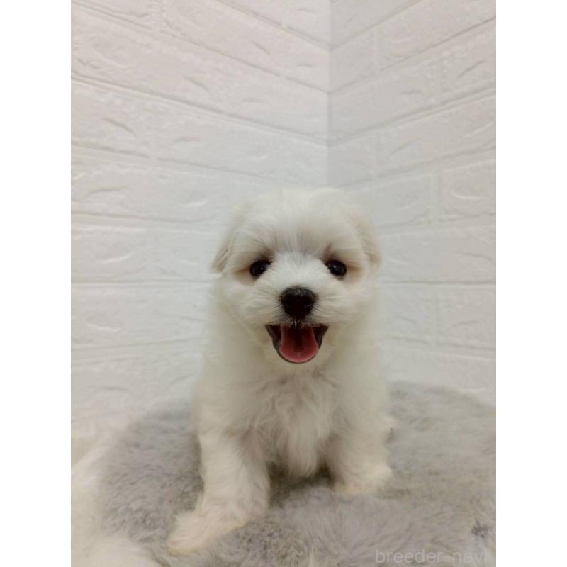 販売中の岡山県のマルチーズ-456104の5枚目