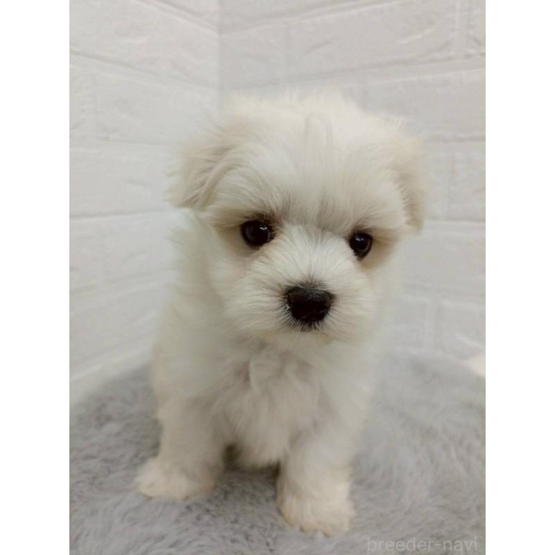 販売中の岡山県のマルチーズ-456104の4枚目