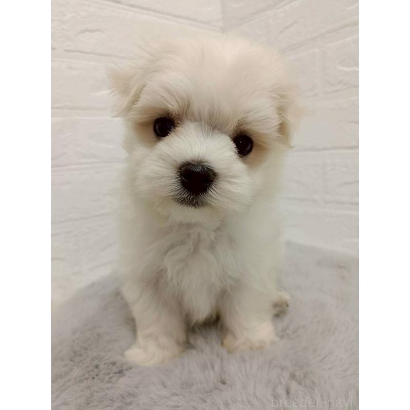 販売中の岡山県のマルチーズ-456104の3枚目