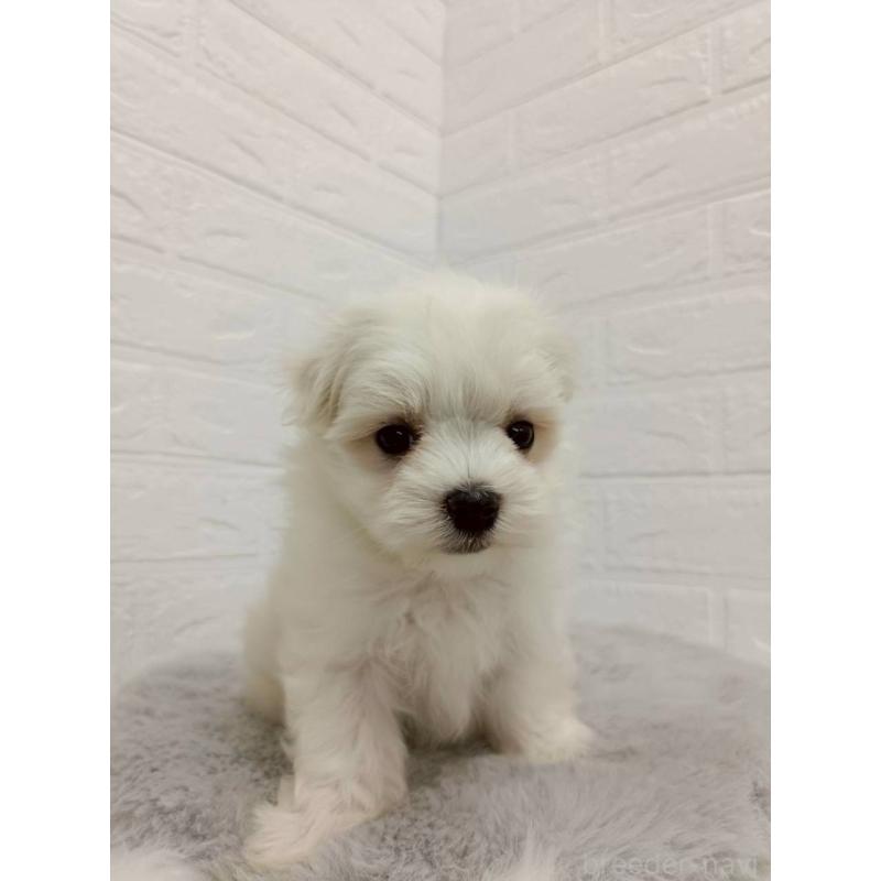 販売中の岡山県のマルチーズ-456104の2枚目