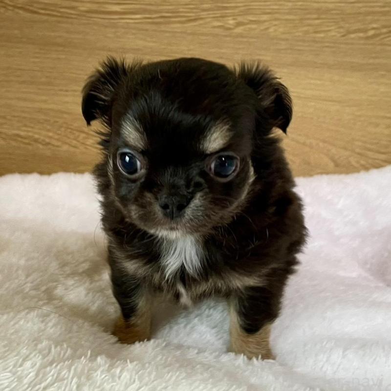 販売中の栃木県のチワワ(ロングコート)-456583の8枚目