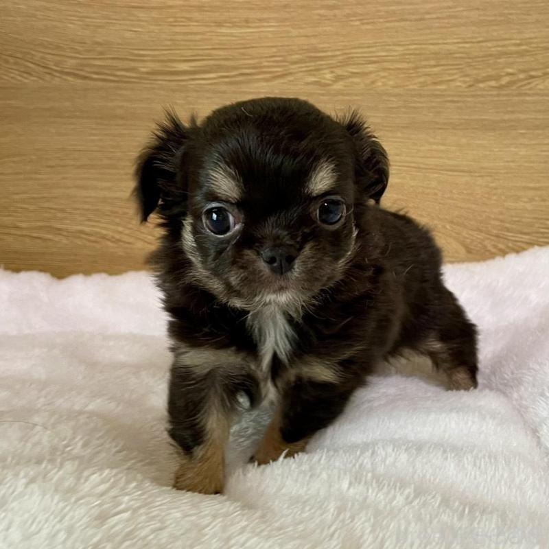 販売中の栃木県のチワワ(ロングコート)-456583の7枚目