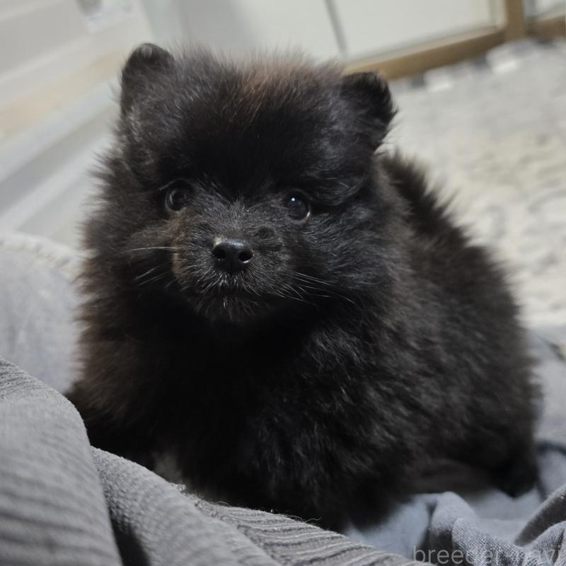 販売中の岡山県のポメラニアン-453082