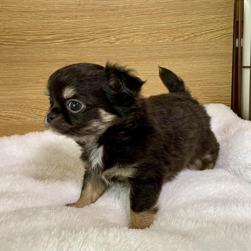 販売中の栃木県のチワワ(ロングコート)-456583の6枚目