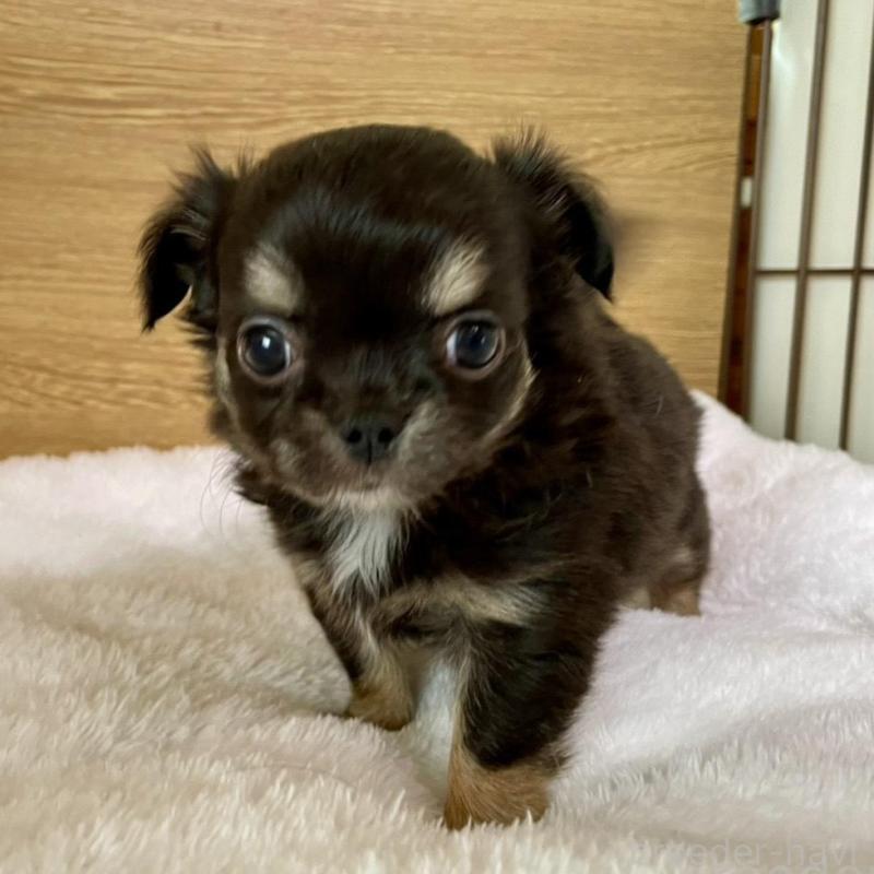 販売中の栃木県のチワワ(ロングコート)-456583の5枚目