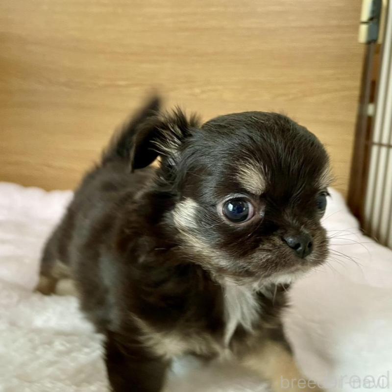 販売中の栃木県のチワワ(ロングコート)-456583の4枚目