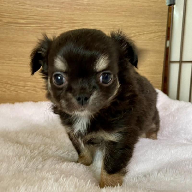 販売中の栃木県のチワワ(ロングコート)-456583の3枚目