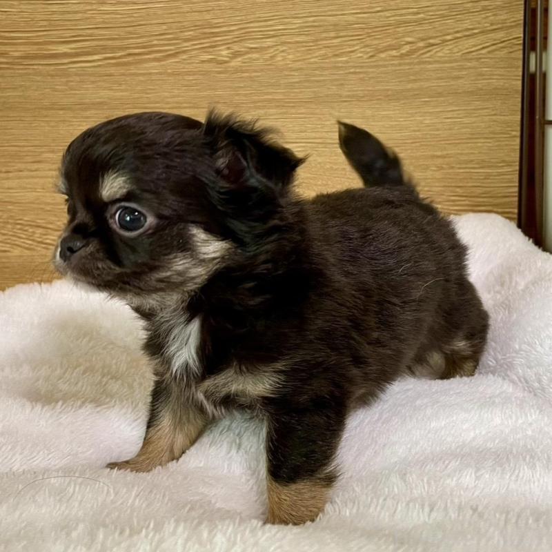 販売中の栃木県のチワワ(ロングコート)-456583の2枚目