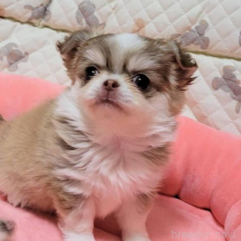 販売中の大阪府のチワワ(ロングコート)-451719