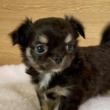 ♀︎チワワ(ロングコート)