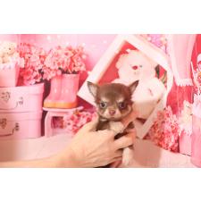 ♀︎チワワ(ロングコート)