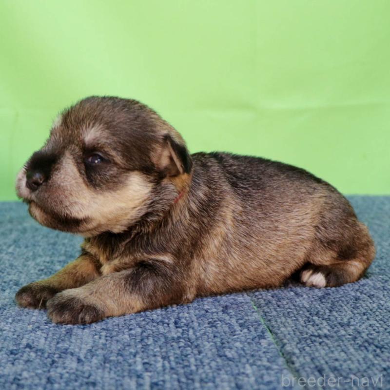 販売中の愛知県のミニチュアシュナウザー-456586の3枚目