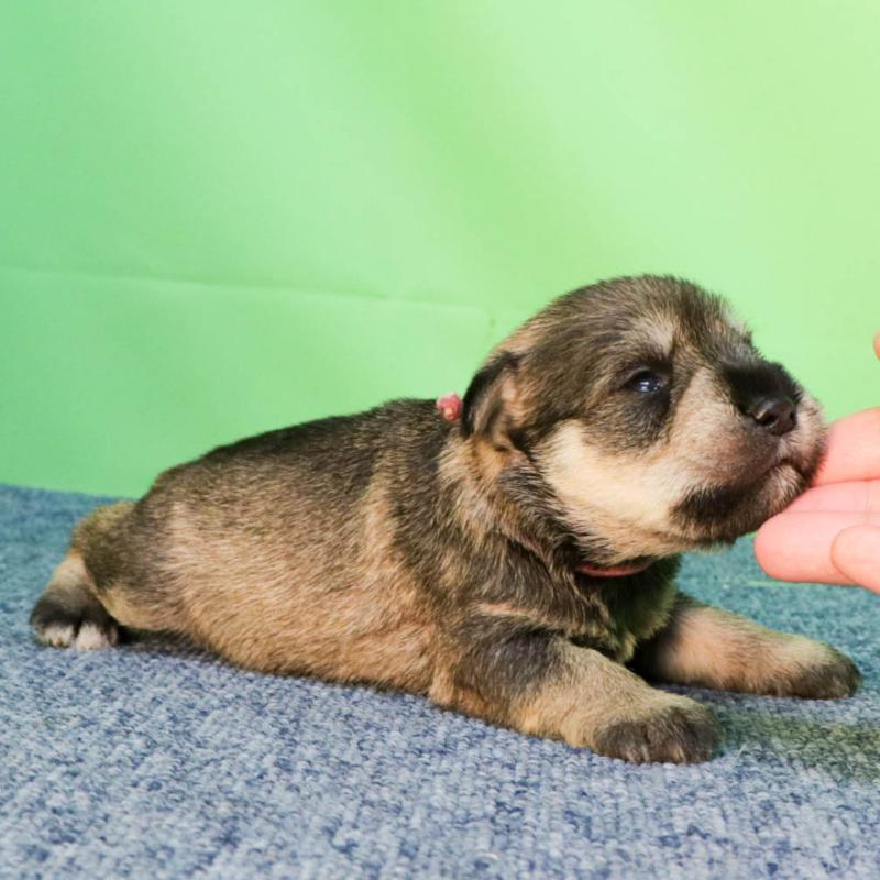 販売中の愛知県のミニチュアシュナウザー-456586の2枚目