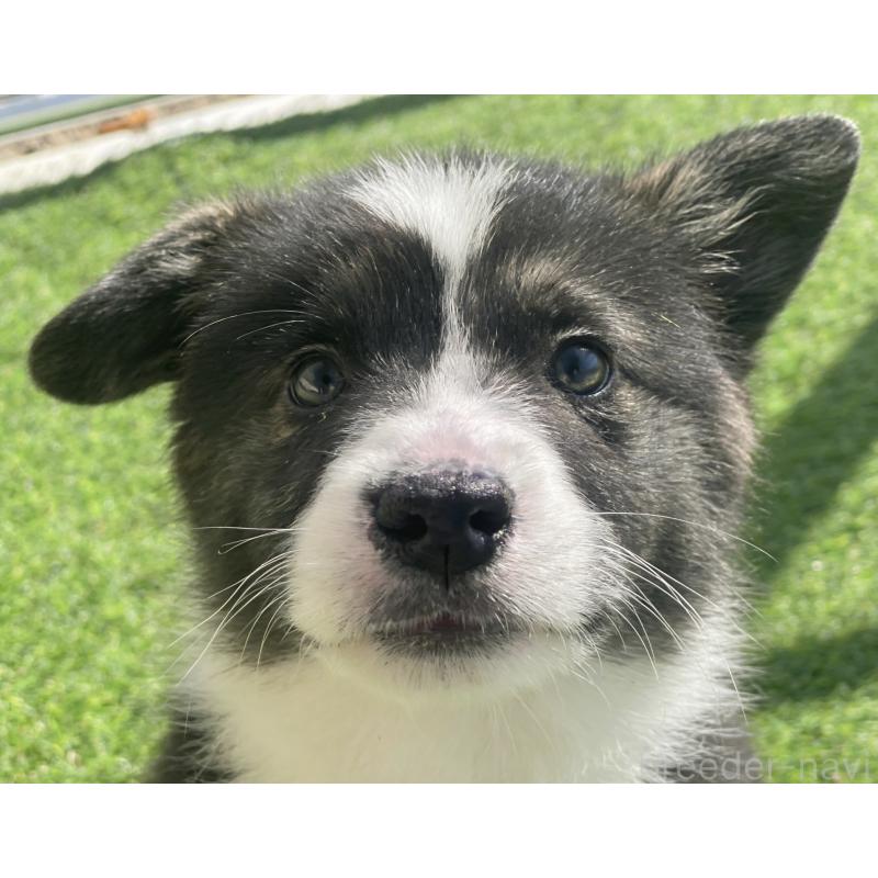 販売中の茨城県のウェルシュコーギーペンブローク-456587の7枚目