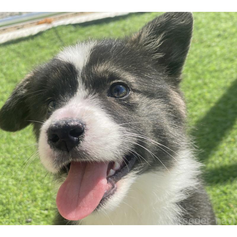 販売中の茨城県のウェルシュコーギーペンブローク-456587の6枚目