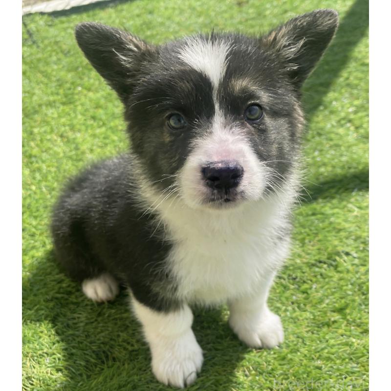 販売中の茨城県のウェルシュコーギーペンブローク-456587の5枚目