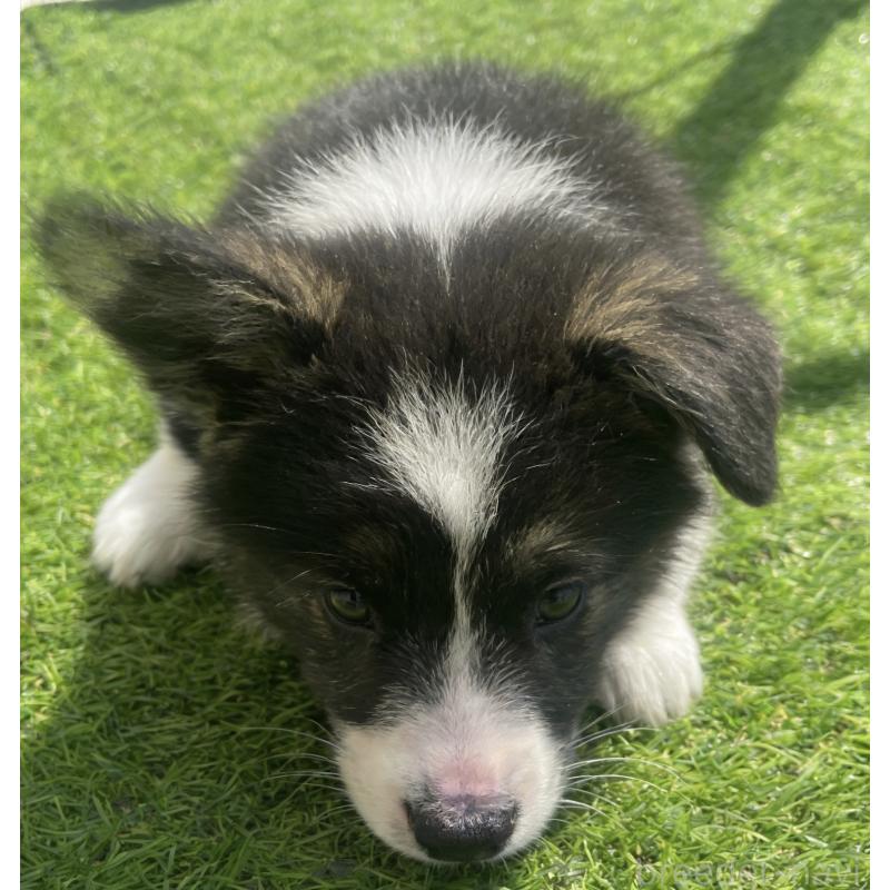 販売中の茨城県のウェルシュコーギーペンブローク-456587の4枚目